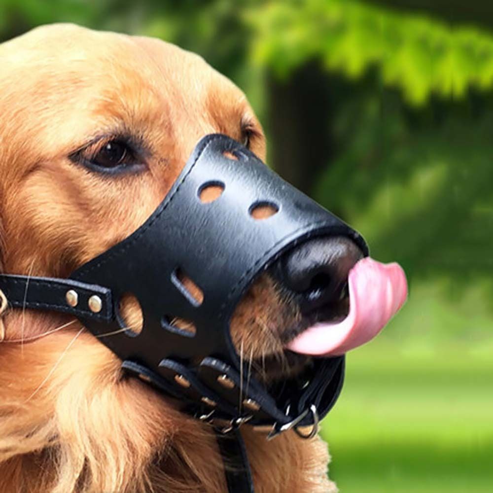 Pet Supplies Coupon - Anti-Biting Secure Anti Bark Chewing For