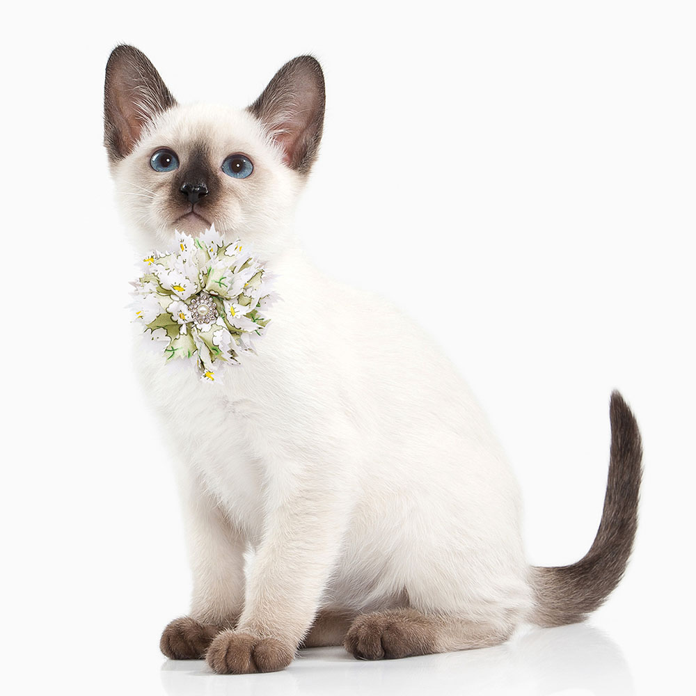 10/20PCS Cute Dog Bowties Coll - đánh giá và giá Pet Supplies Coupon