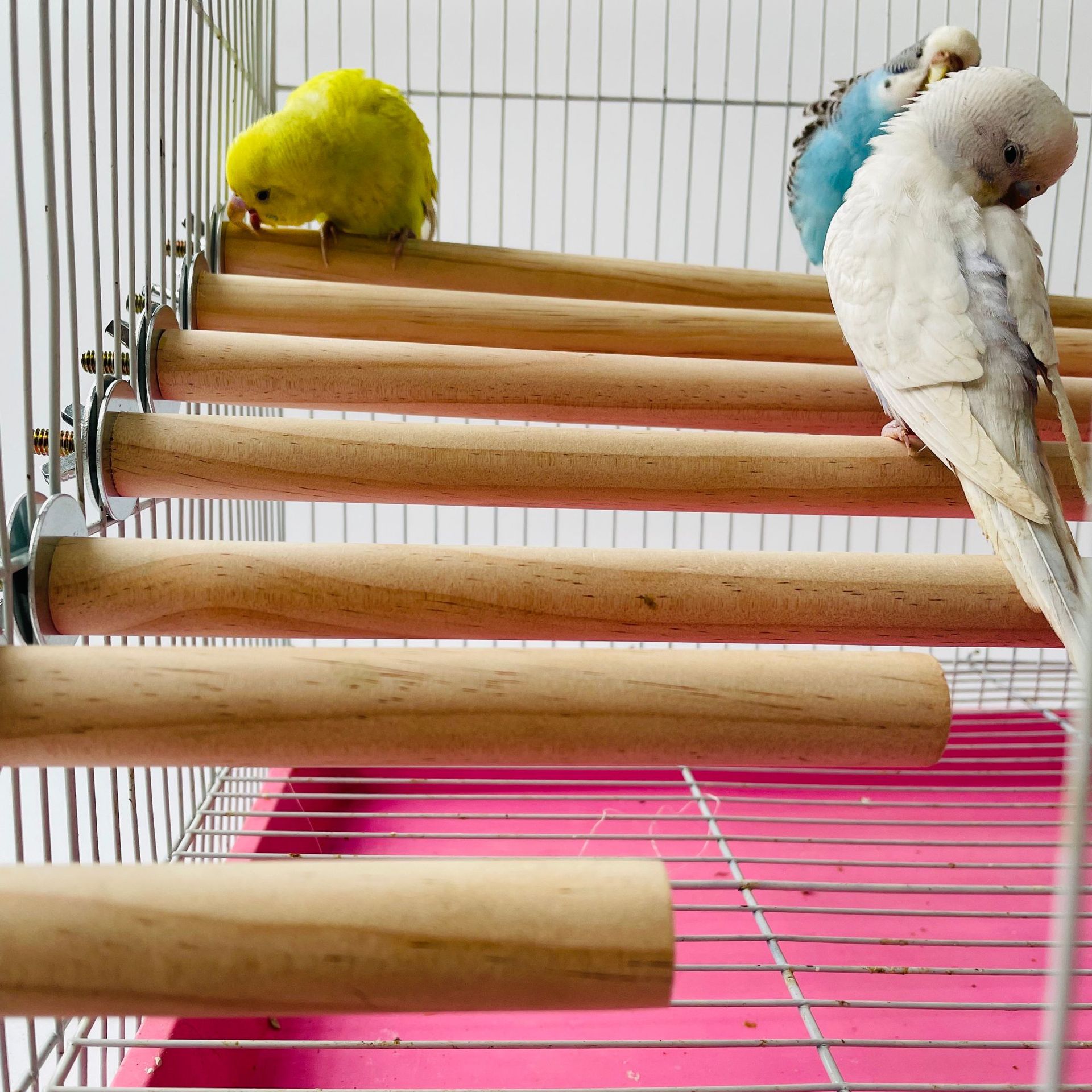 Parrot Pet Raw Standing Stick  - đánh giá và giá Pet X Supplies & Tack Howell Mi